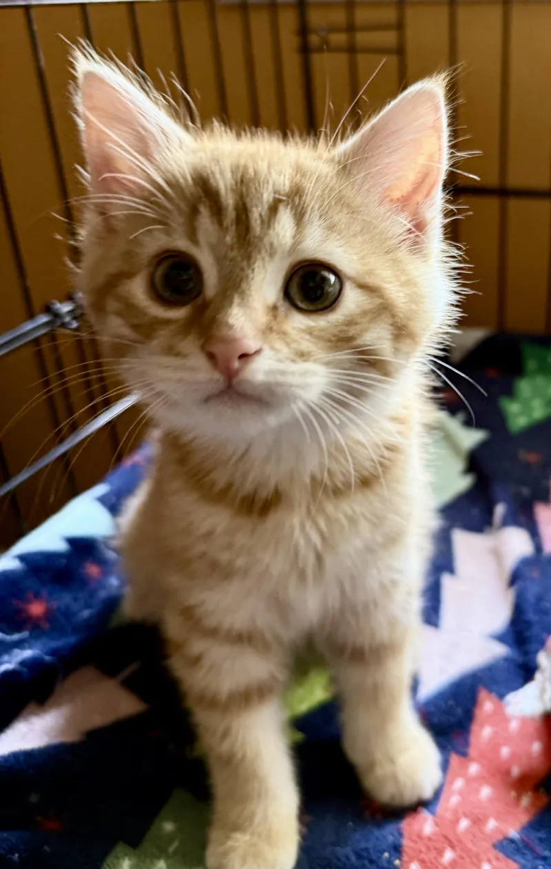 A baby medium-sized female Tabby (Orange / Red) Domestic Short Hair cat named Lucille for adoption in Lemoyne, PA