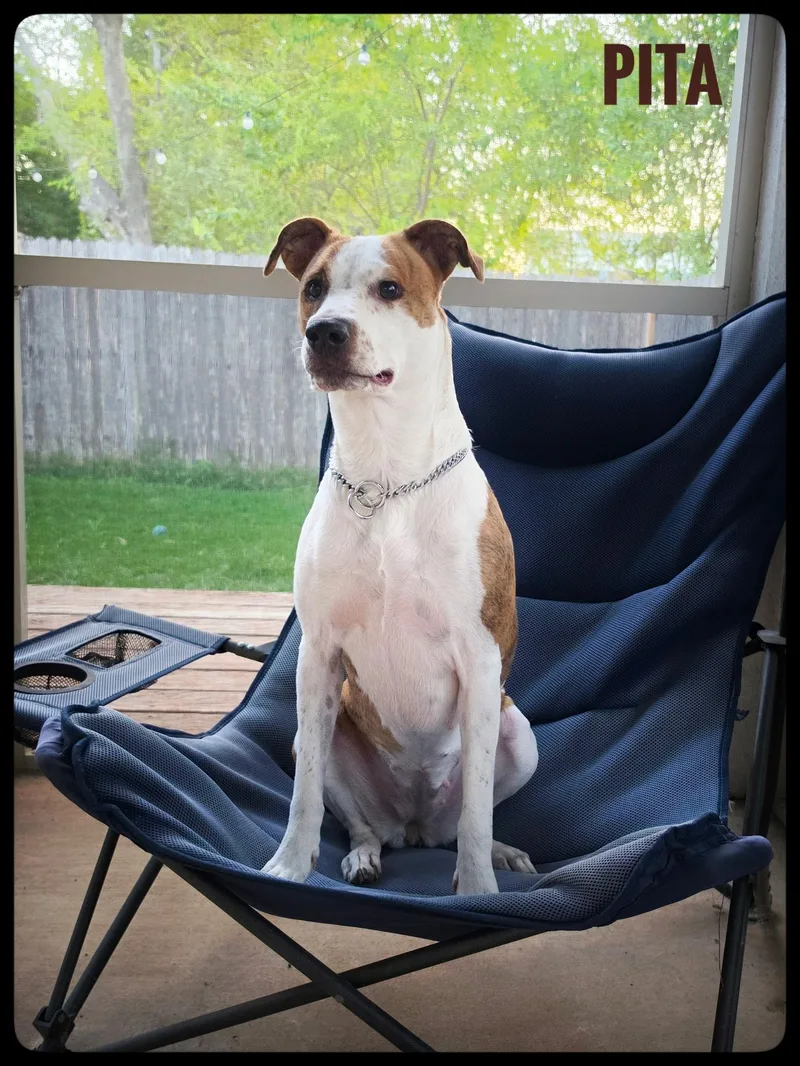 A young medium-sized female Brindle Catahoula Leopard Dog dog named Pita for adoption in San Antonio, TX