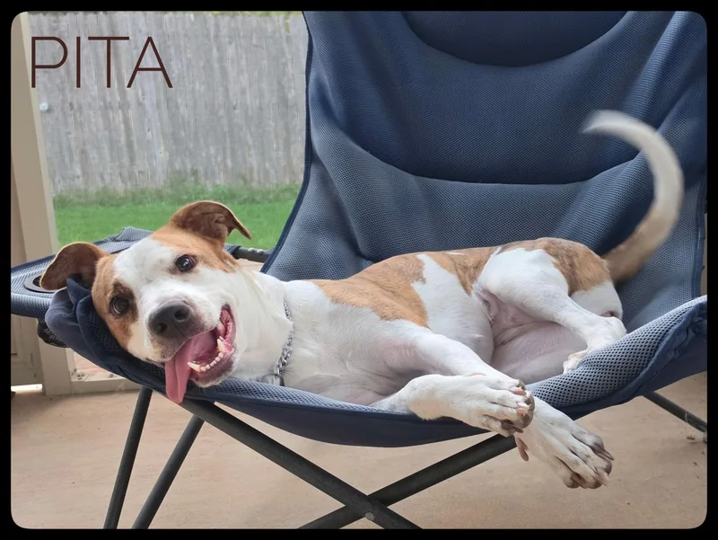 Pita thumbnail 3