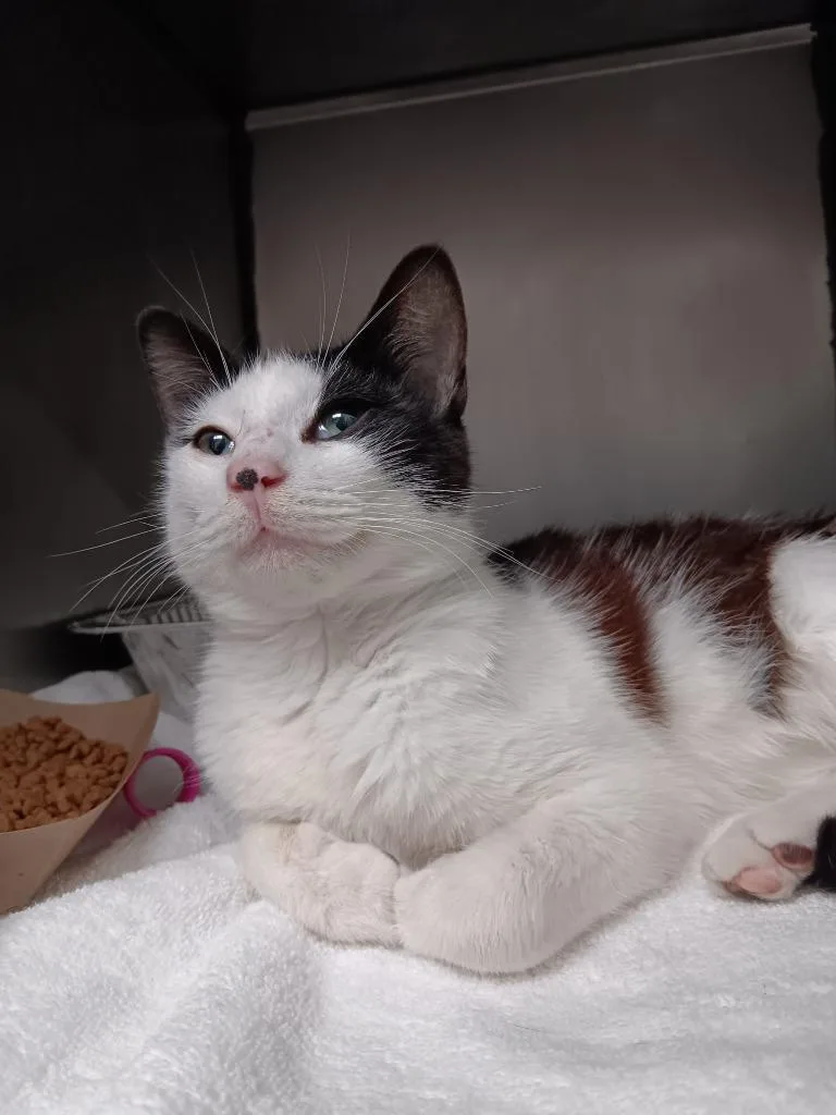 A young small-sized male Domestic Short Hair cat named Boomerang for adoption in New Braunfels, TX