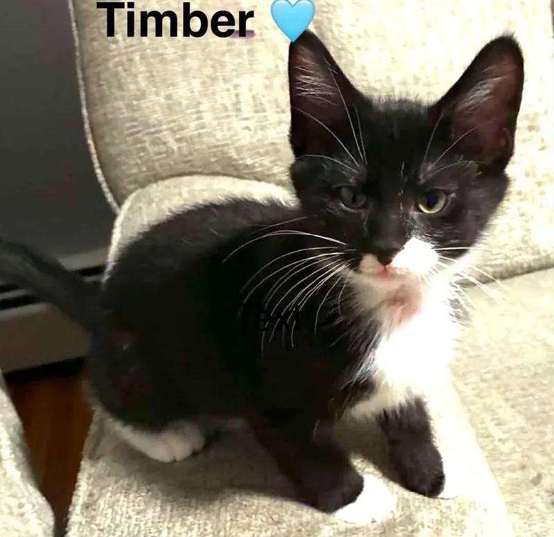 A baby small-sized male Black & White / Tuxedo Tuxedo cat named Timber for adoption in Beckley, WV