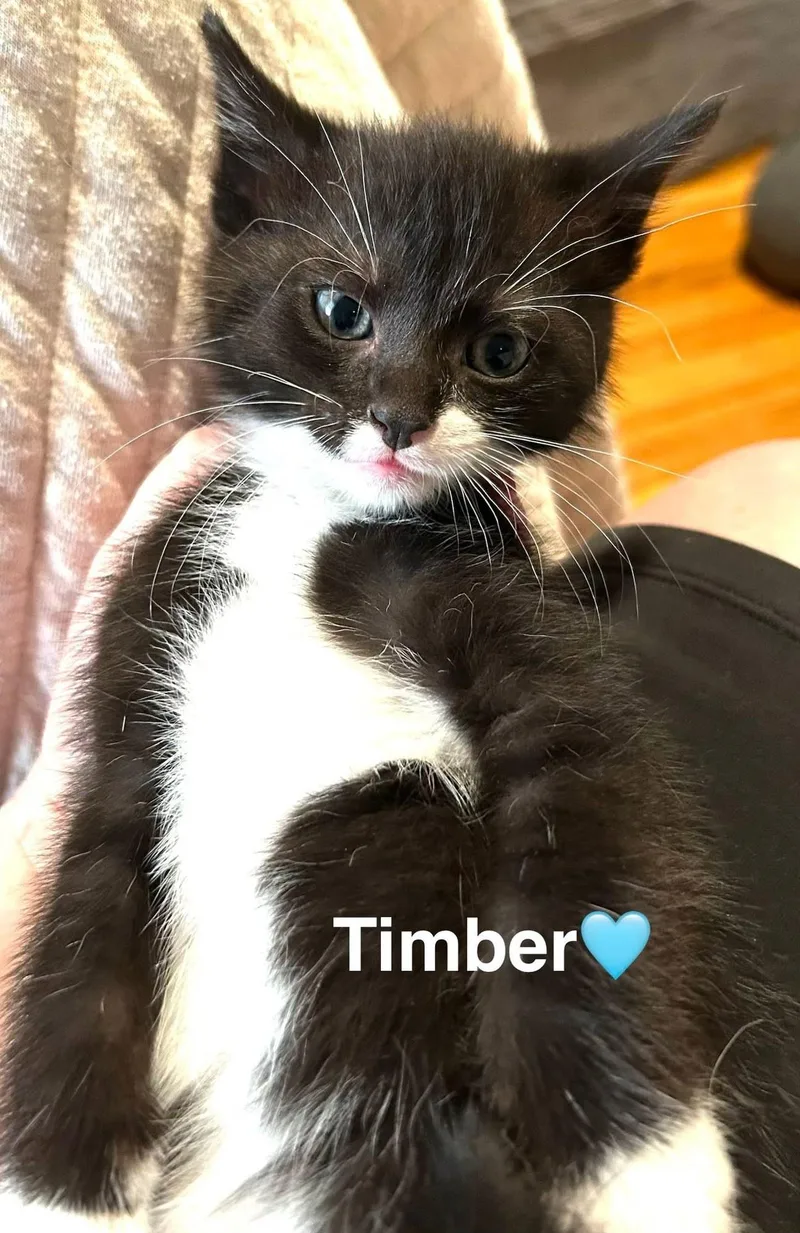 Timber thumbnail 2