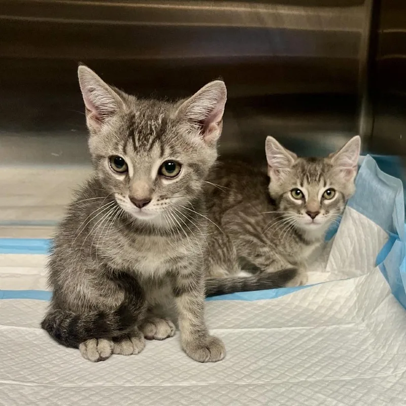 A baby small-sized male Gray / Blue / Silver Domestic Short Hair cat named Tee for adoption in New York, NY