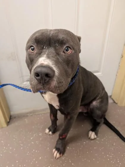 An adult large-sized male Pit Bull Terrier dog named Keegan for adoption in South Bend, IN