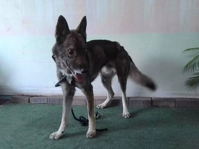 A young large-sized male German Shepherd Dog dog named Scar for adoption in Baldwin Park, CA