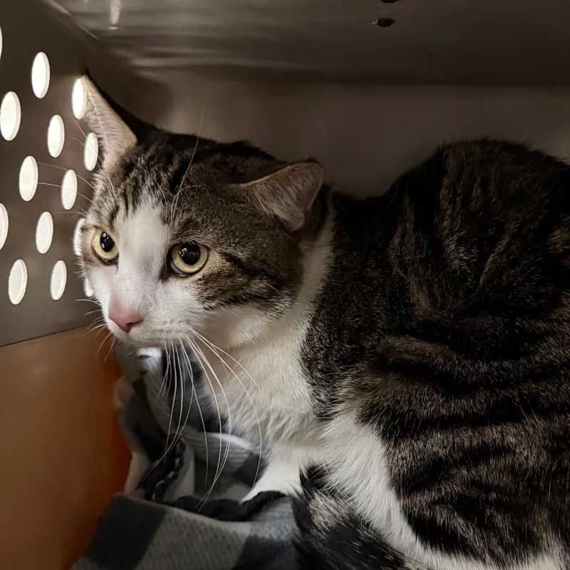 A young medium-sized male Brown / Chocolate Domestic Short Hair cat named William for adoption in East Smithfield , PA