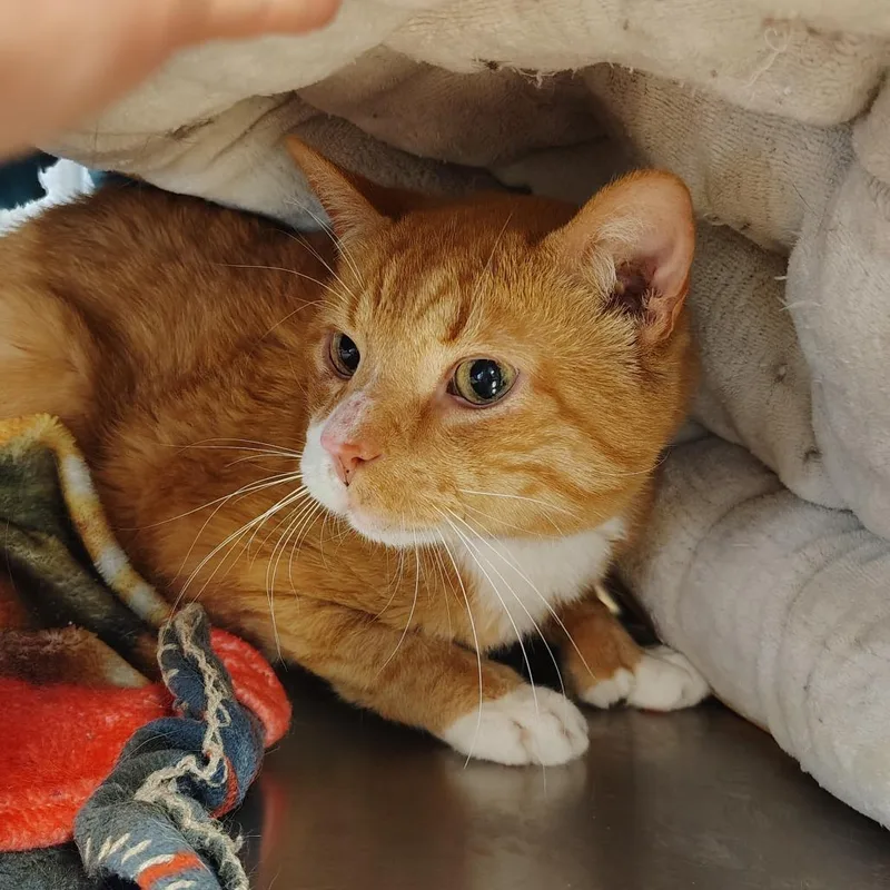 A senior medium-sized male Orange & White Domestic Short Hair cat named Calcifer for adoption in Indiana, PA