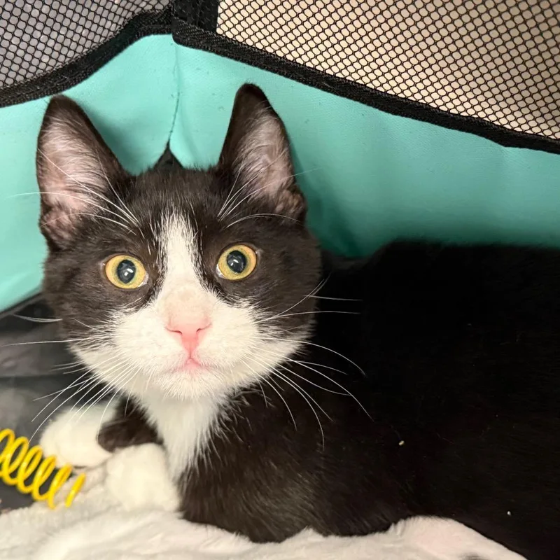 A baby small-sized male Black Domestic Short Hair cat named Little Don for adoption in Hamburg, NY