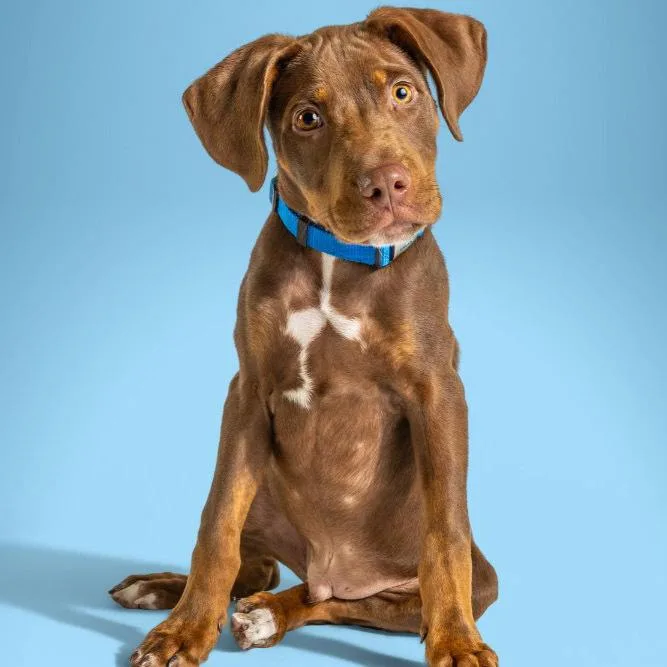 A baby large-sized male Doberman Pinscher dog named Aad Upcoming Arrival! for adoption in Armonk, NY