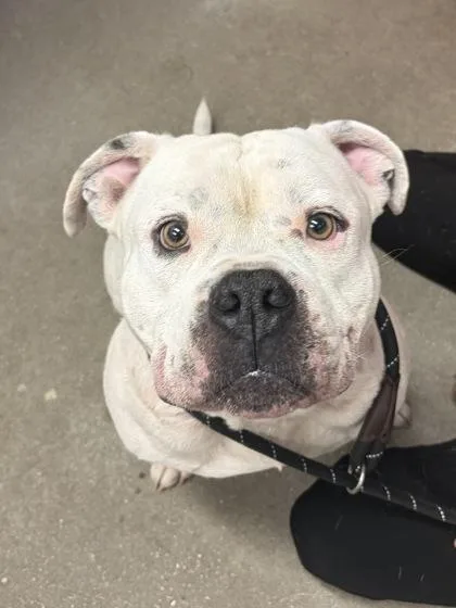 An adult large-sized male Mixed Breed dog named Aries for adoption in West Chester, PA