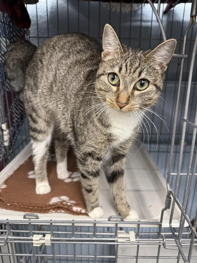 A young small-sized female Domestic Short Hair cat named Sophie for adoption in West Mifflin, PA