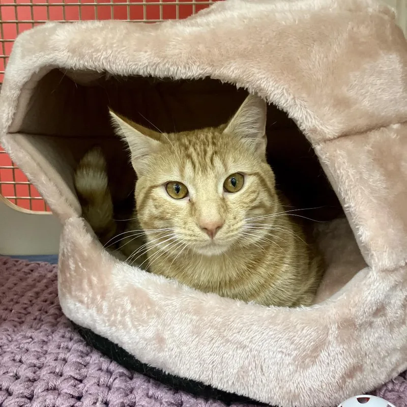 A young small-sized male Orange / Red Domestic Short Hair cat named Scar Rinaldi for adoption in Merrifield, VA