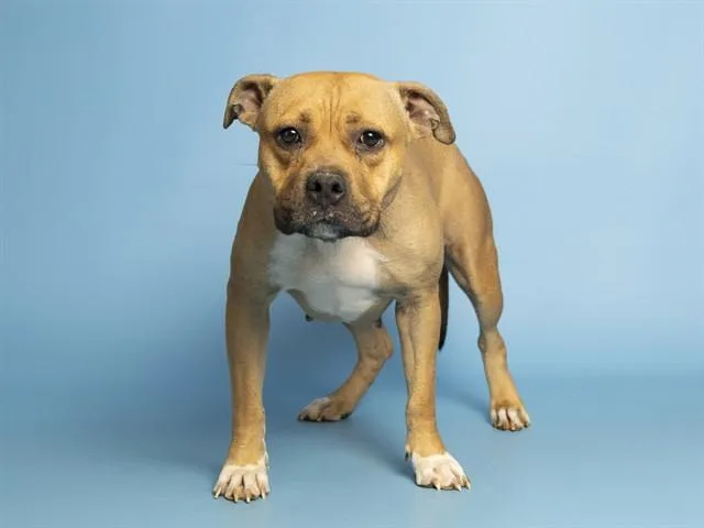A young medium-sized female Pit Bull Terrier dog named Apple Sauce for adoption in Phoenix, AZ