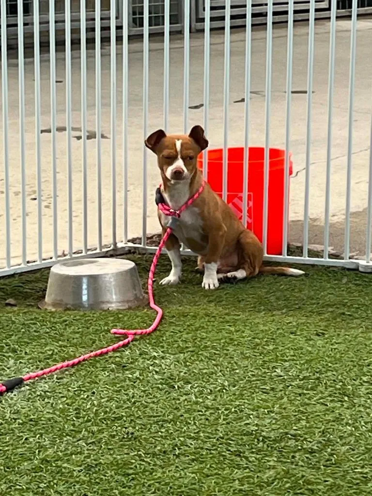 A young small-sized male Mixed Breed dog named Danny Boy for adoption in Newman, CA