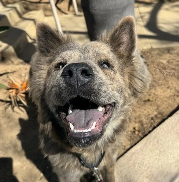 An adult medium-sized male Chow Chow dog named Bisque for adoption in San Diego, CA