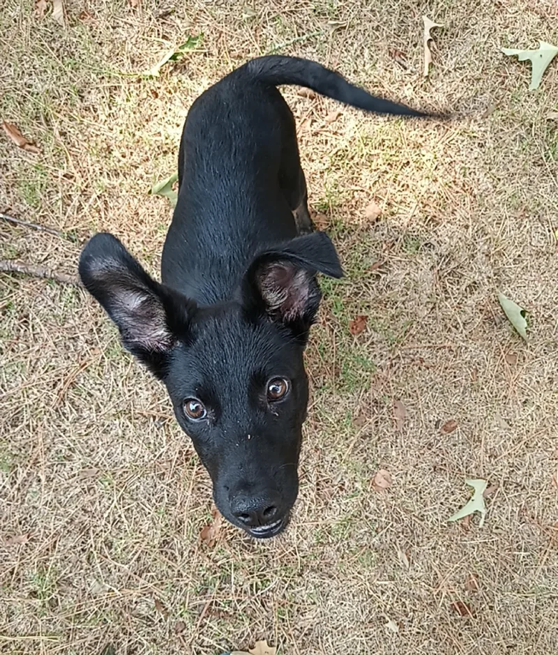 A baby medium-sized male German Shepherd Dog dog named Martin for adoption in North Little Rock, AR