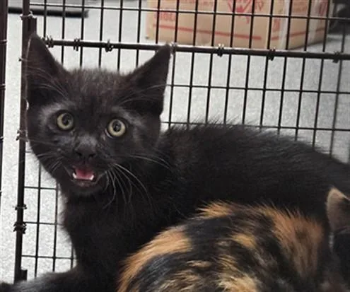 A baby medium-sized male Domestic Short Hair cat named Pickles for adoption in Los Angeles, CA