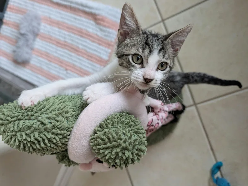 A baby medium-sized male Tabby (Gray / Blue / Silver) Domestic Short Hair cat named Beto for adoption in Houston, TX