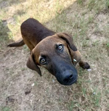 A young medium-sized male Black Mouth Cur dog named Allistar for adoption in Inverness, FL