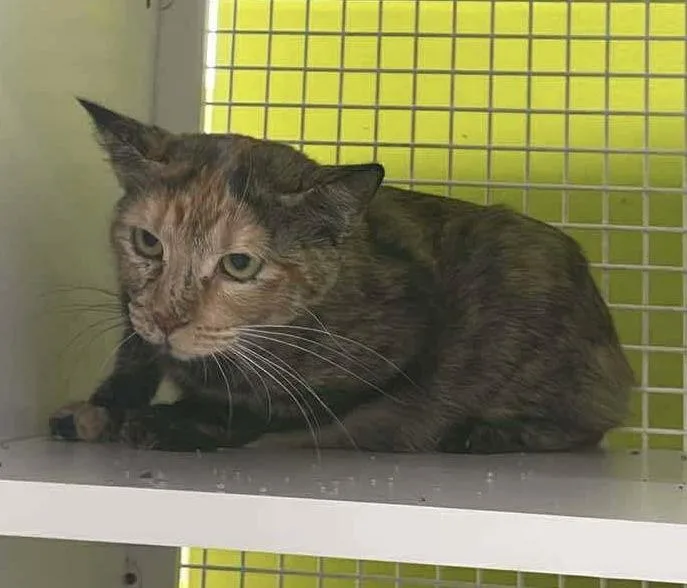 An adult medium-sized female Tortoiseshell cat named Fanta for adoption in MONTGOMERY, TX