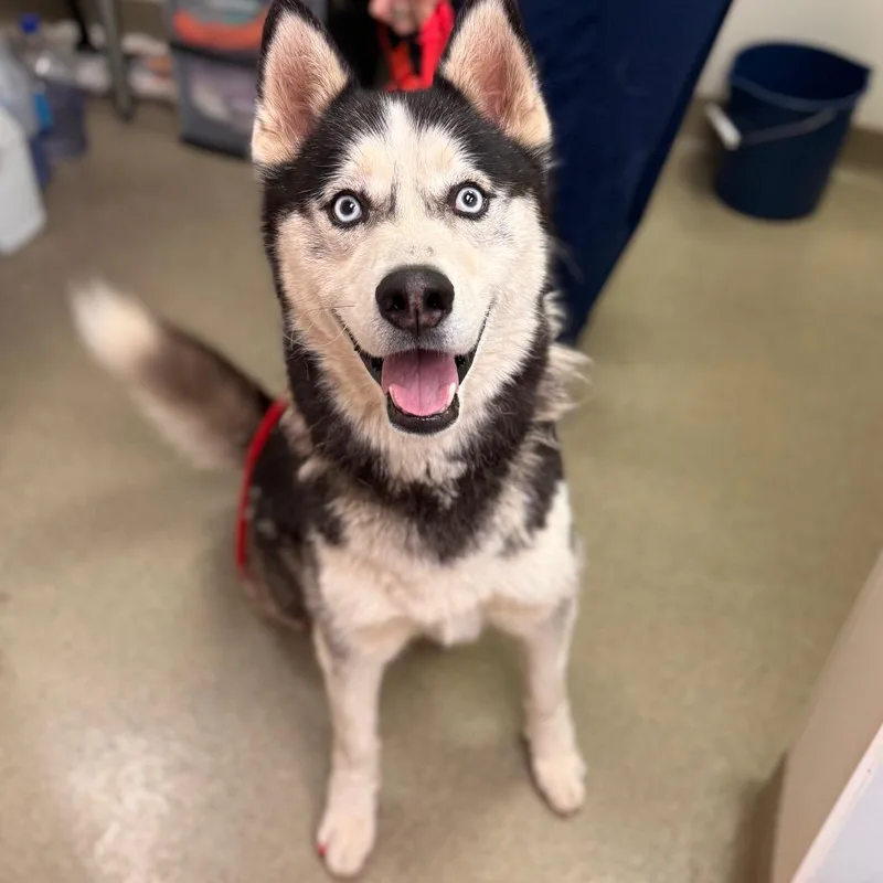 An adult medium-sized male Black Siberian Husky dog named Taz for adoption in Birdsboro, PA