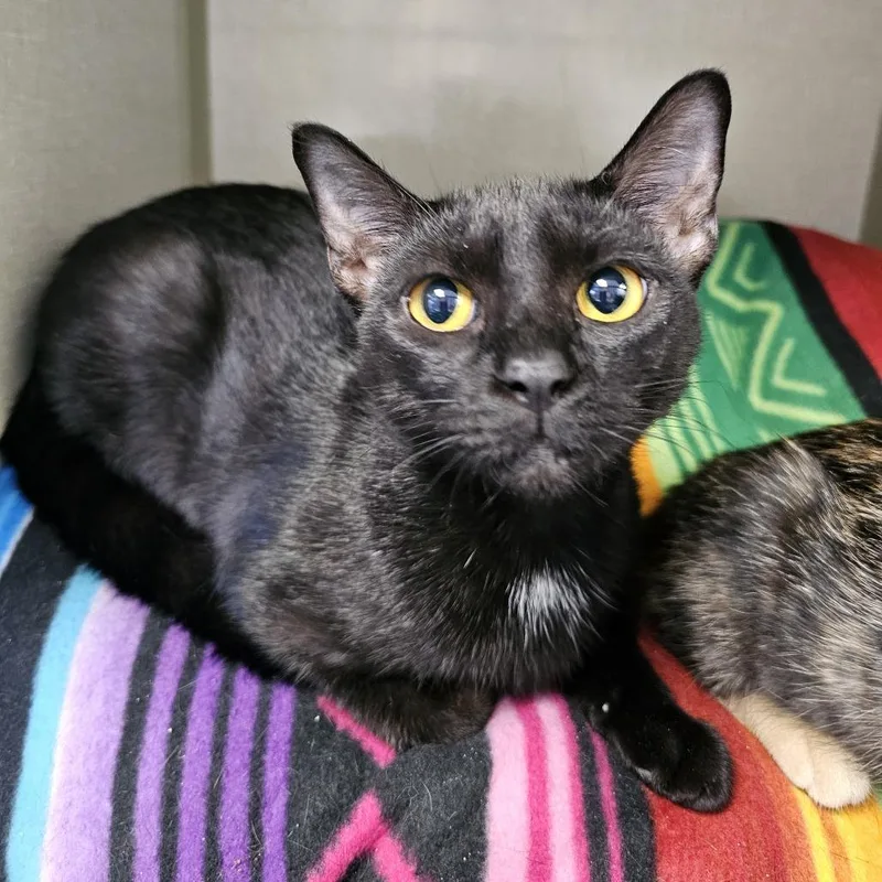 A young medium-sized female Black Domestic Short Hair cat named Maya for adoption in Monroe, MI