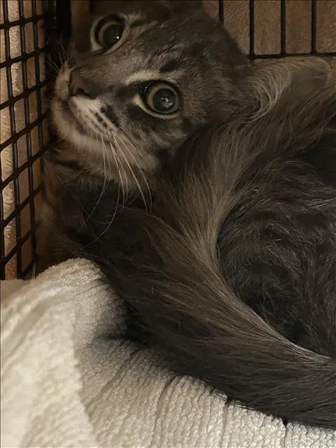 A baby small-sized female Domestic Short Hair cat named Rita for adoption in Van Nuys, CA