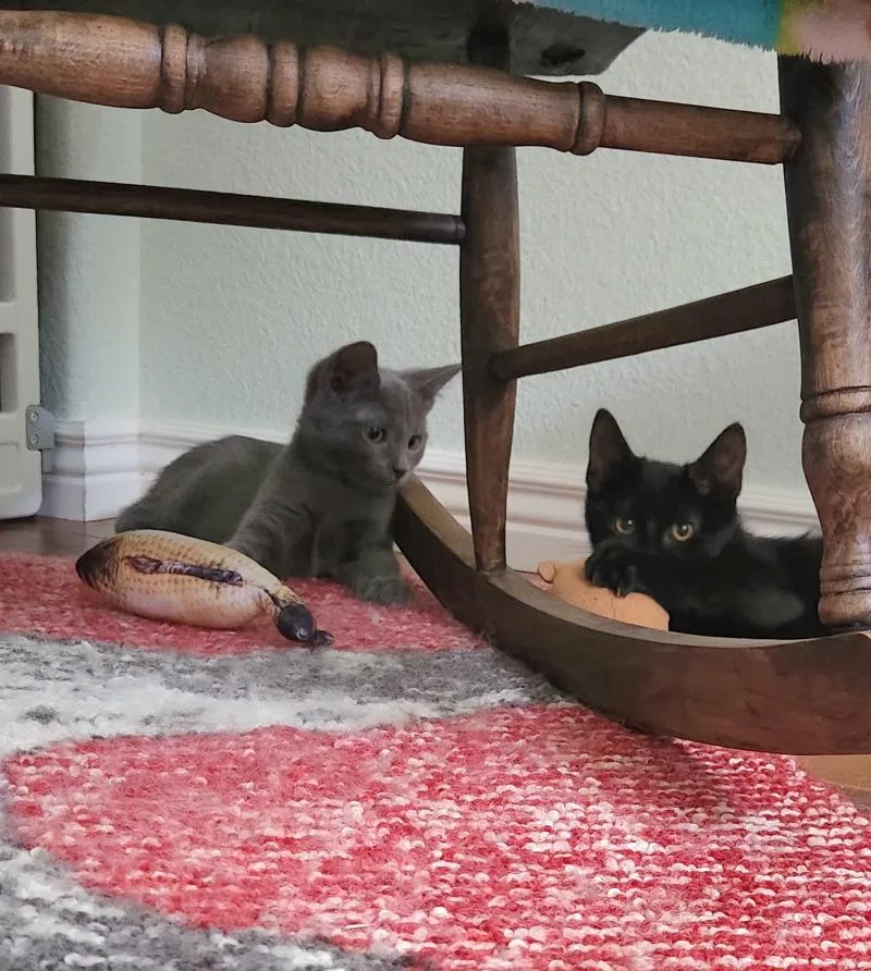 A young small-sized male Gray / Blue / Silver Domestic Medium Hair cat named Blue Paddle for adoption in Fort Collins, CO