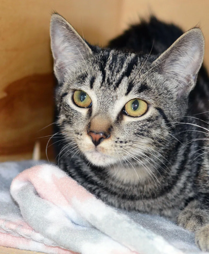 A young medium-sized male Tabby cat named Googly Bear for adoption in San Clemente, CA