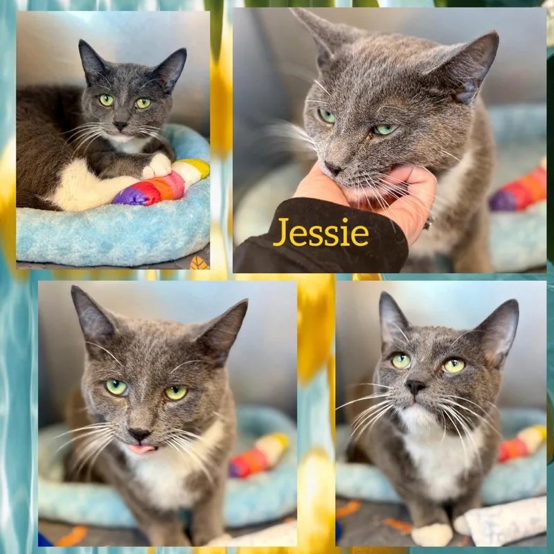A baby large-sized male Domestic Medium Hair cat named Jessie for adoption in Rensselaer, IN