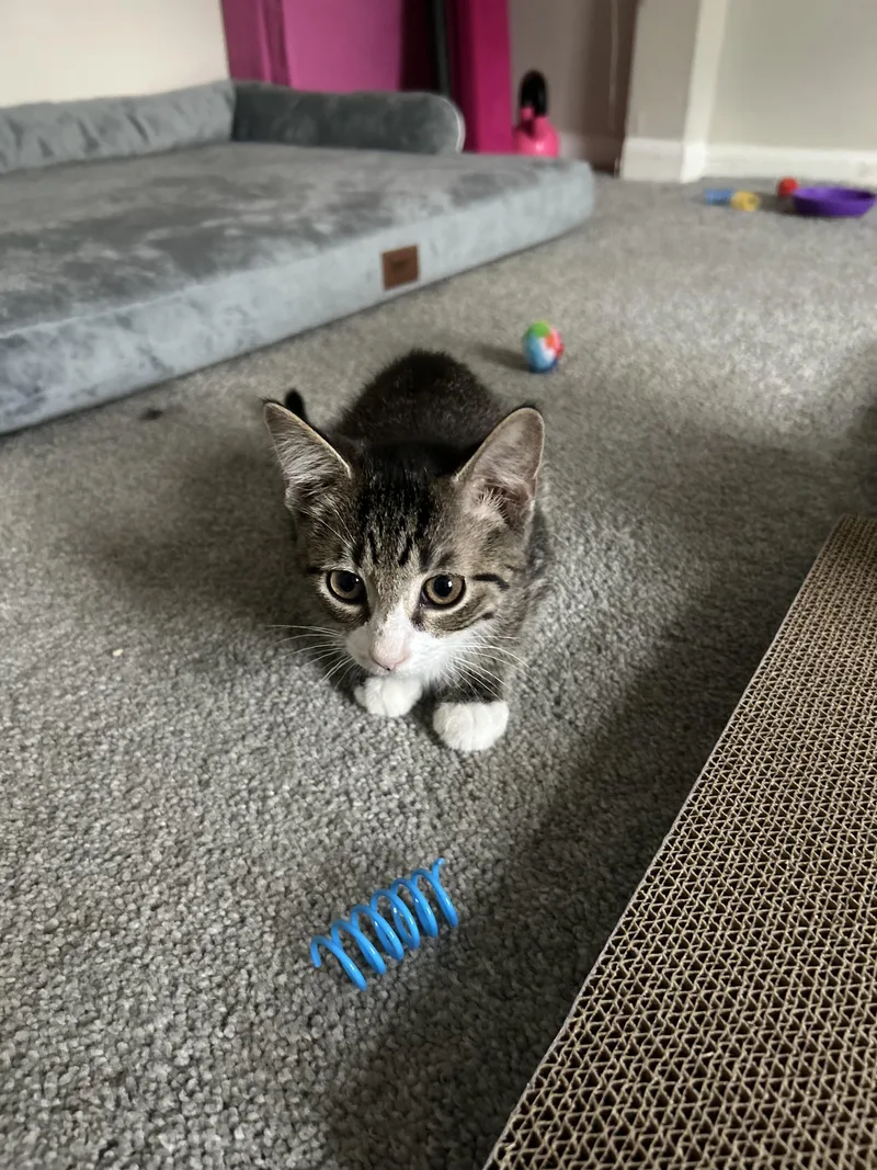 A baby medium-sized male Tabby (Tiger Striped) Domestic Short Hair cat named Huckleberry for adoption in Columbus, OH