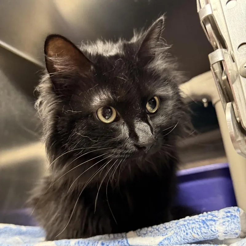 An adult large-sized female Black Domestic Long Hair cat named Sophie C for adoption in Elbow Lake, MN