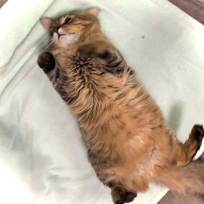 A young medium-sized male Brown / Chocolate Domestic Medium Hair cat named Butters for adoption in Owosso, MI