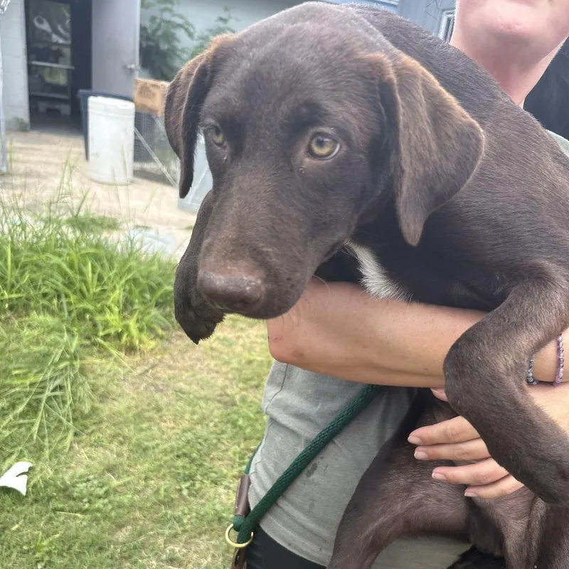 A baby medium-sized male Brown / Chocolate Mixed Breed dog named Hollander for adoption in Austin, TX