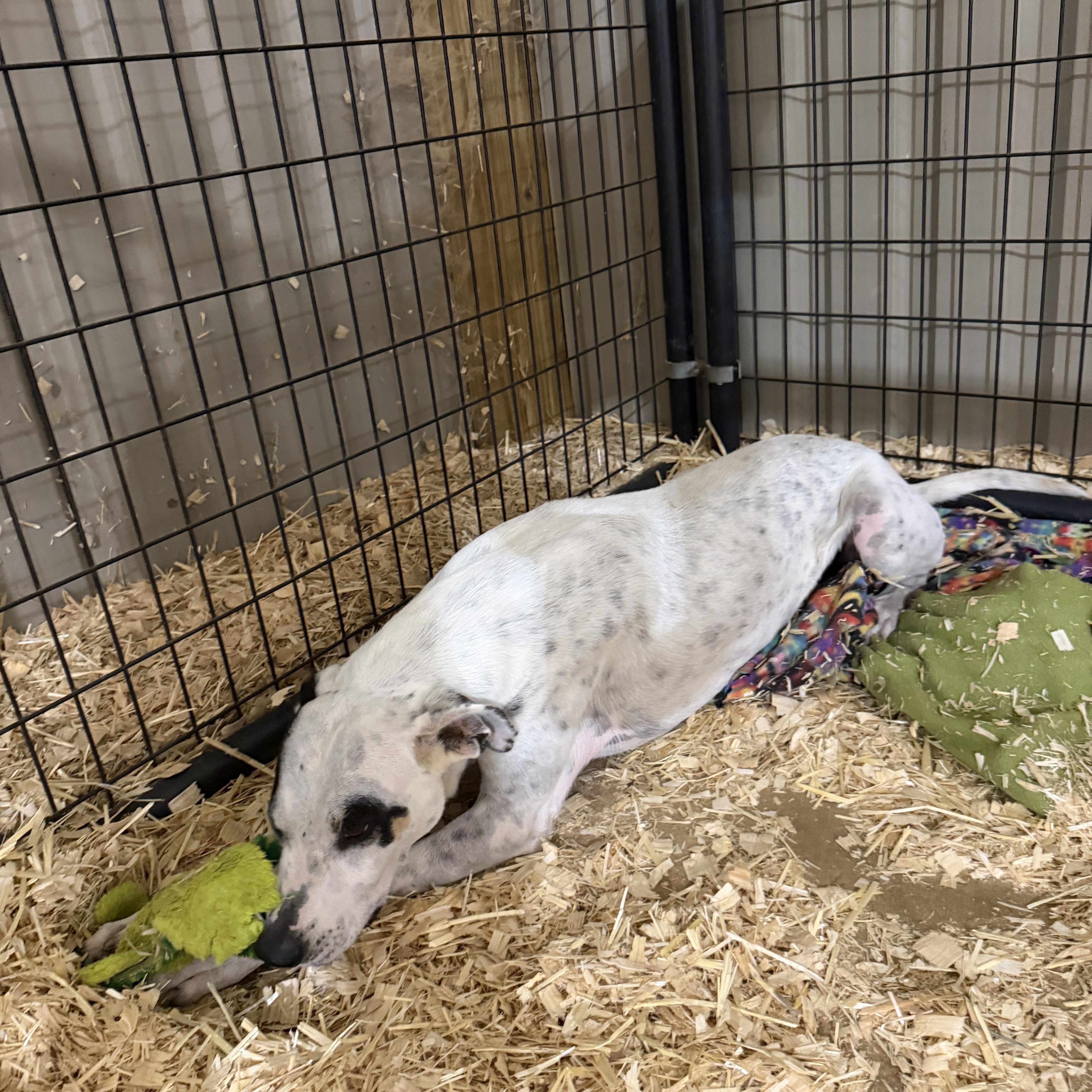 An adult medium-sized male White / Cream Pointer dog named Oakley for adoption in Seguin, TX