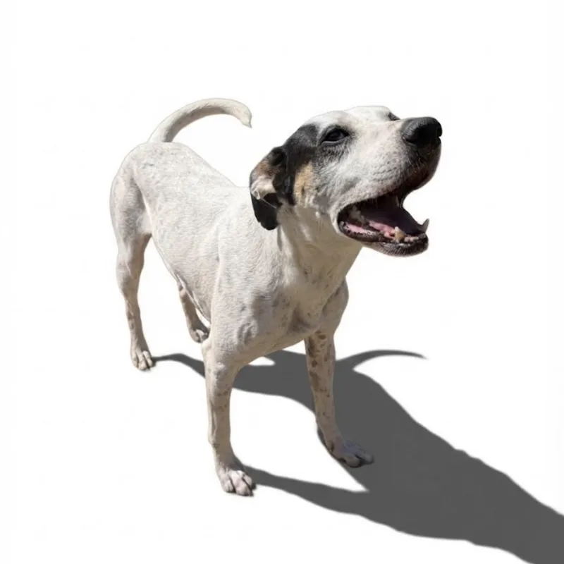 Oakley thumbnail 5