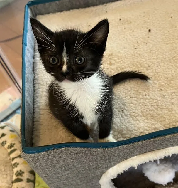 A baby small-sized female Domestic Short Hair cat named Star for adoption in Sacramento, CA