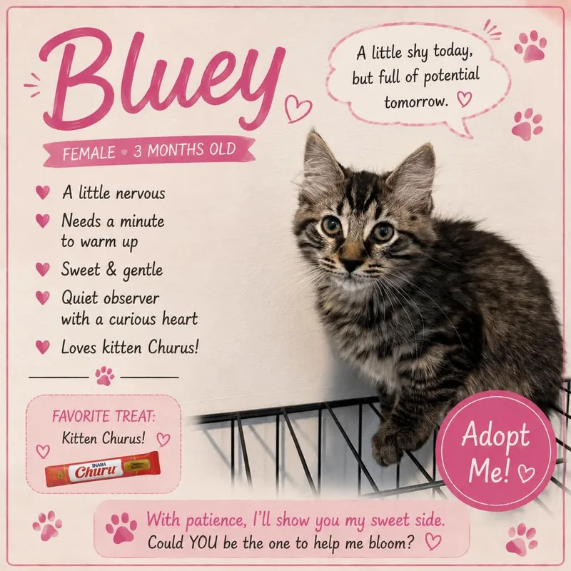 A baby medium-sized female Domestic Short Hair cat named Bluey for adoption in Salamanca, NY