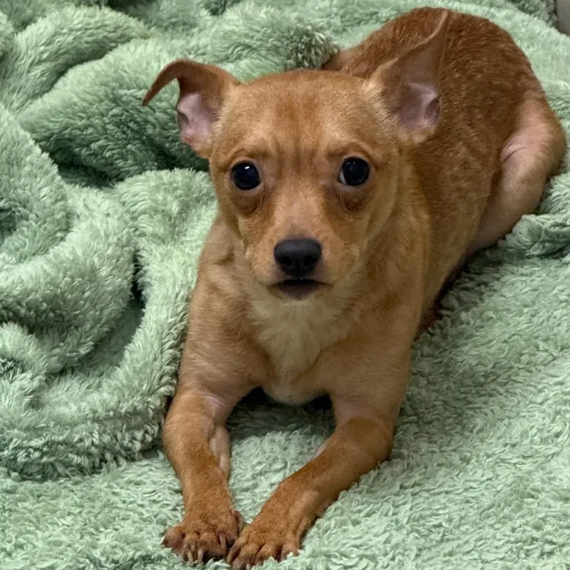 A young small-sized male Yellow / Tan / Blond / Fawn Chihuahua dog named ChuChu for adoption in Perkiomenville, PA