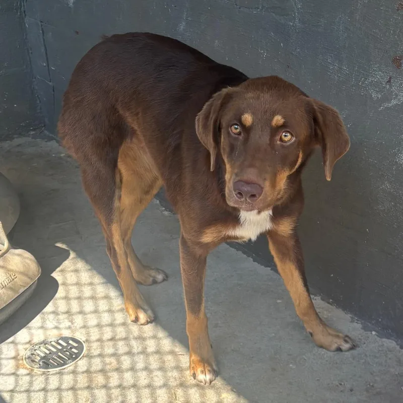 A young medium-sized female Brown / Chocolate Chocolate Labrador Retriever dog named Brenda for adoption in Clanton, AL