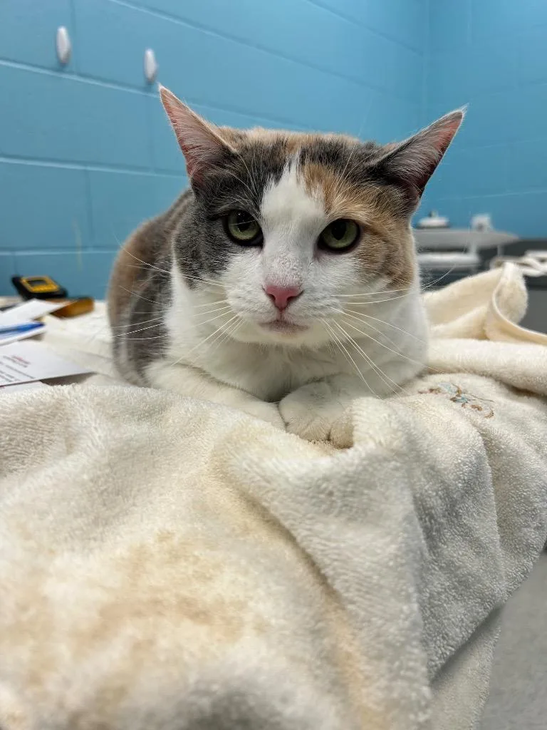 An adult medium-sized female Dilute Calico Domestic Short Hair cat named Cali for adoption in Frankfort, KY