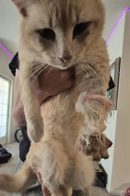 A young medium-sized male Domestic Medium Hair cat named Forrest for adoption in San Antonio, TX