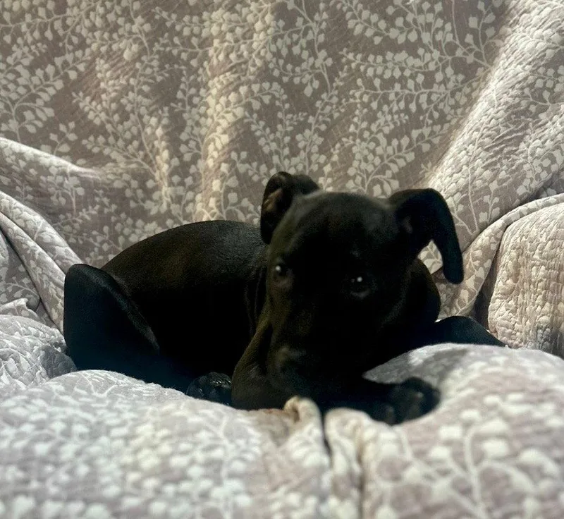 A young medium-sized female Labrador Retriever dog named Cricket  Months Ava for adoption in Sterling, MA