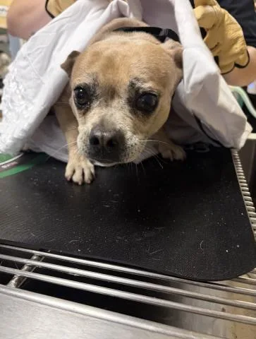An adult small-sized female Chihuahua dog named Sugar for adoption in Riverside, CA