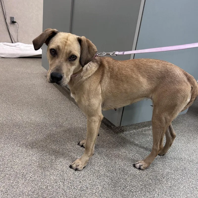 An adult medium-sized female Yellow / Tan / Blond / Fawn Mixed Breed dog named Insta for adoption in Jacksonville, FL