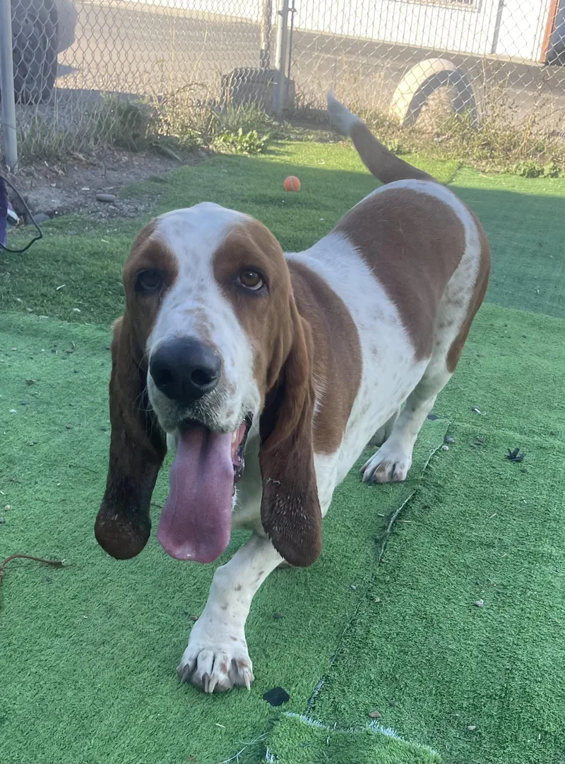 An adult large-sized male Basset Hound dog named Quigley for adoption in Billings, MT