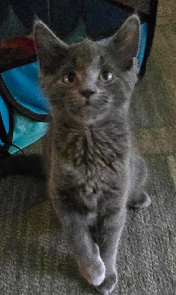 A baby medium-sized male Domestic Short Hair cat named Bluey for adoption in South Bend, IN