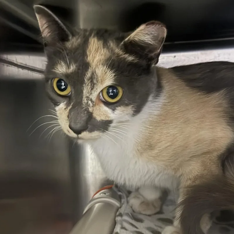 A young medium-sized female Calico Domestic Short Hair cat named Grafitti for adoption in Falls Church, VA