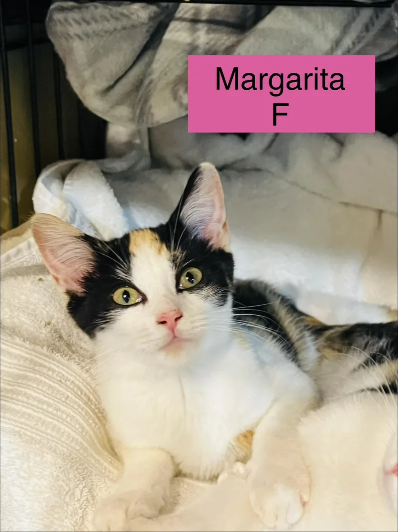 A baby small-sized female Domestic Short Hair cat named Margarita for adoption in Sneads Ferry, NC