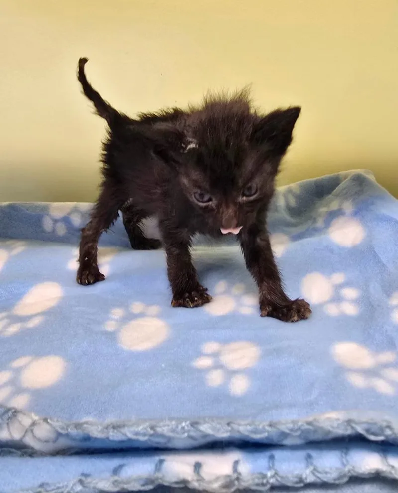 A baby small-sized female Domestic Short Hair cat named Scott for adoption in Auburn, IN